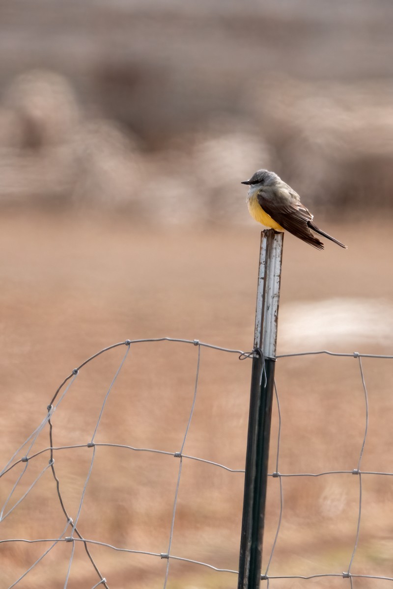 Western Kingbird - ML635943759