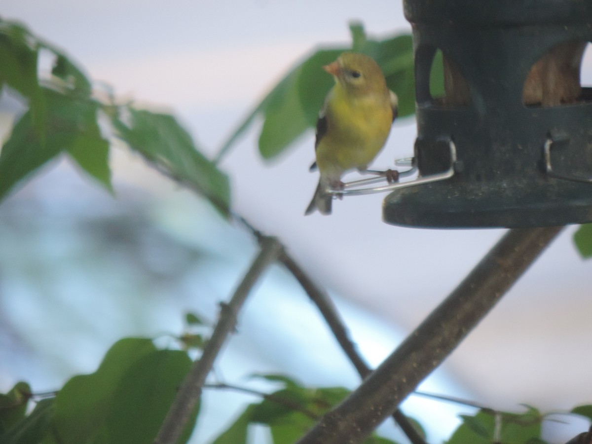 American Goldfinch - ML635943808