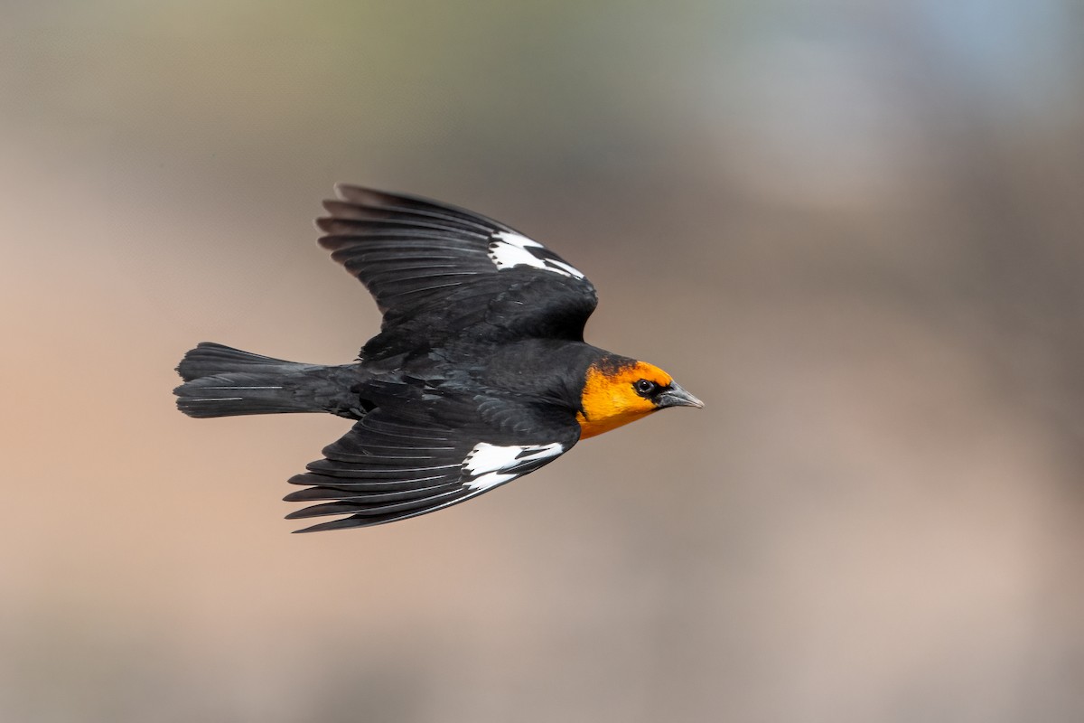Yellow-headed Blackbird - ML635943840