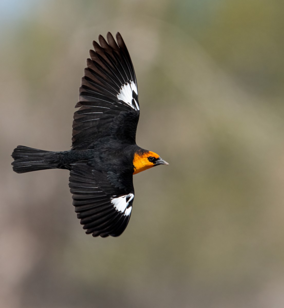 Yellow-headed Blackbird - ML635943841