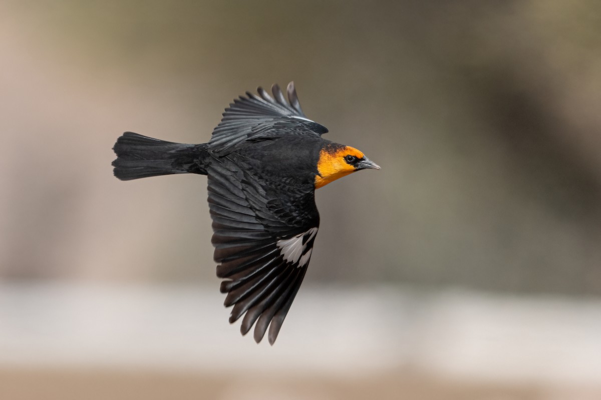 Yellow-headed Blackbird - ML635943842