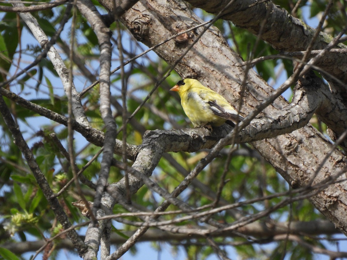 American Goldfinch - ML635943872