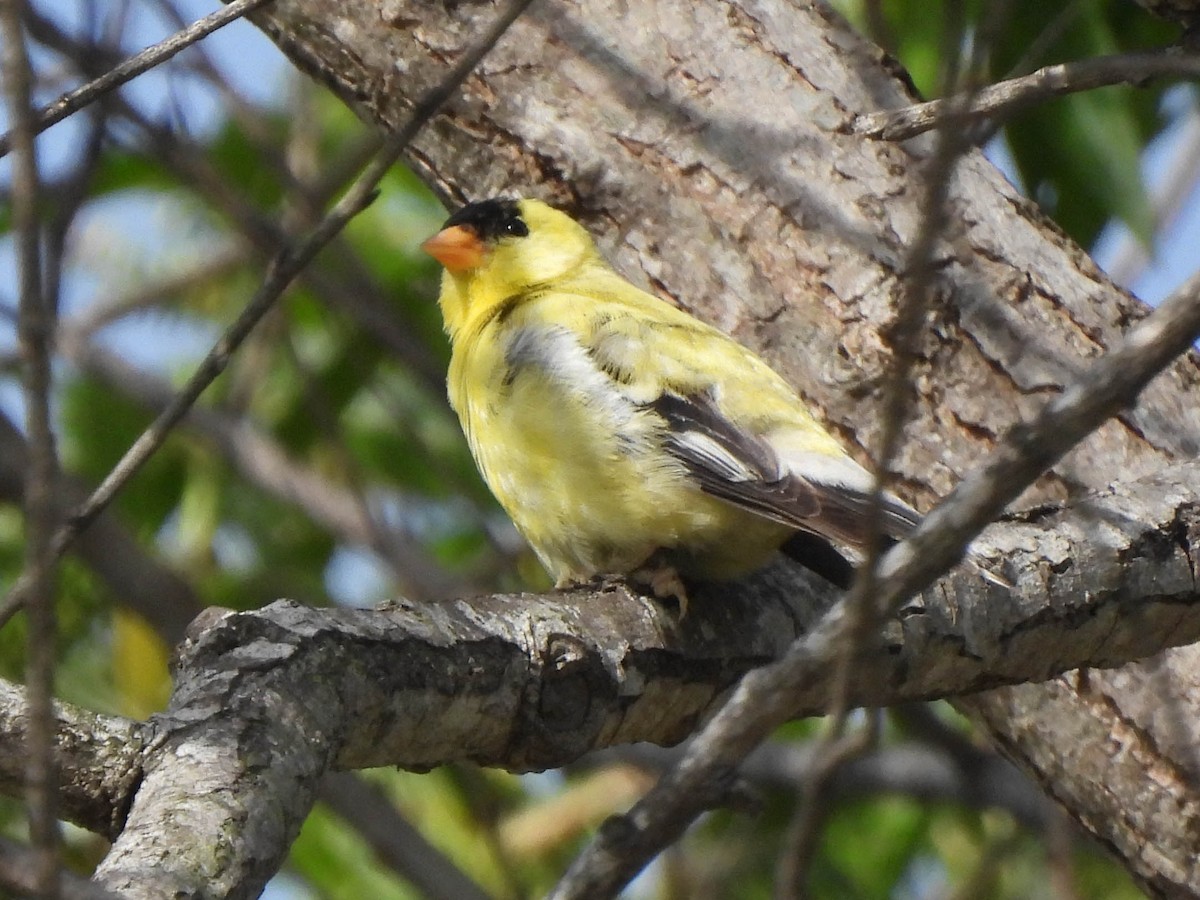 American Goldfinch - ML635943876