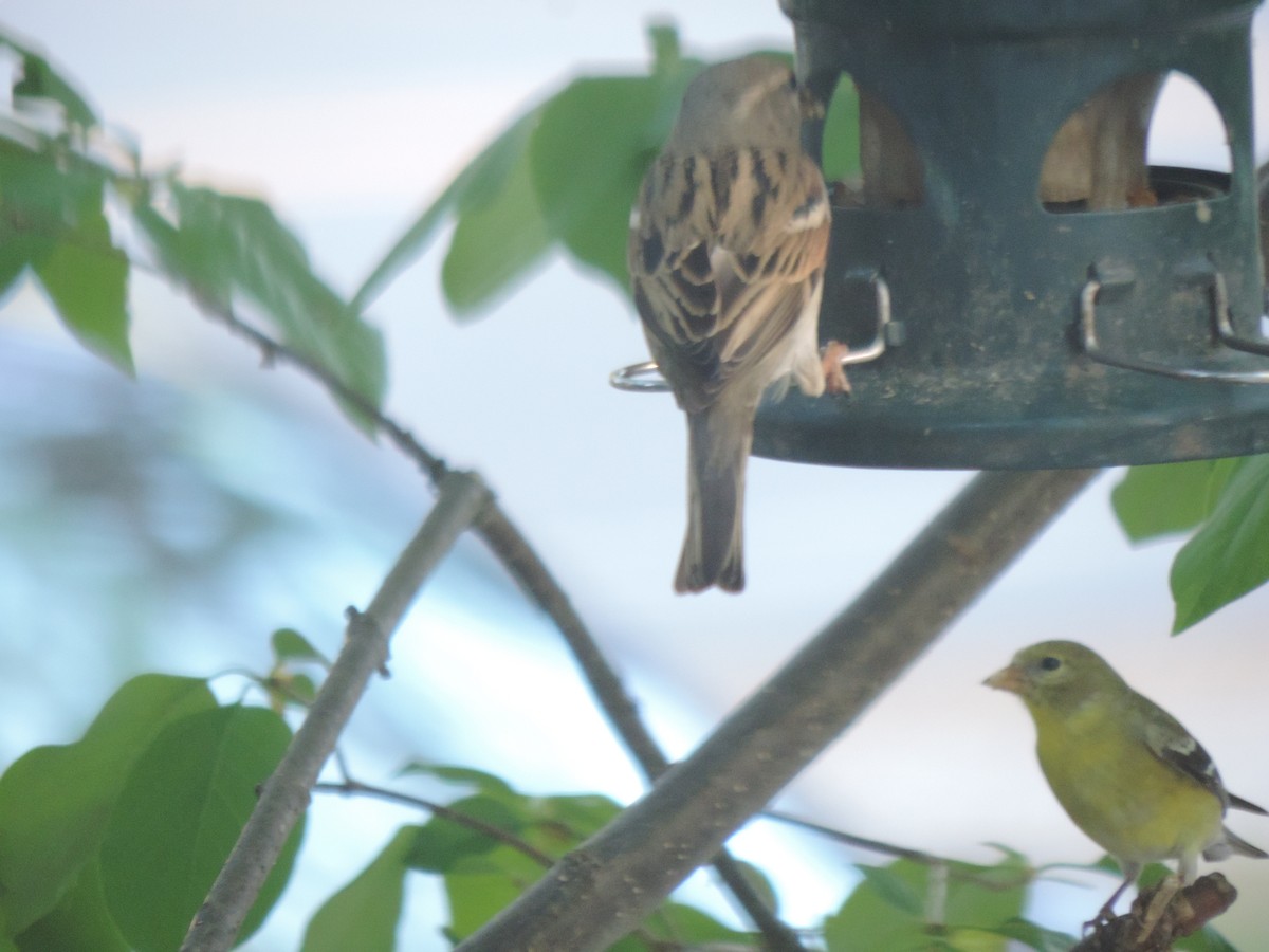 American Goldfinch - ML635944016