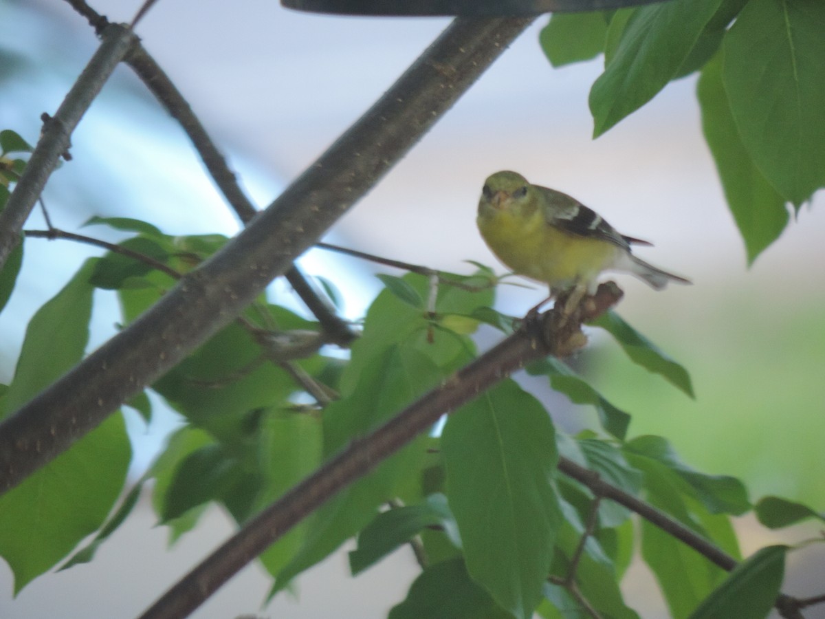 American Goldfinch - ML635944017