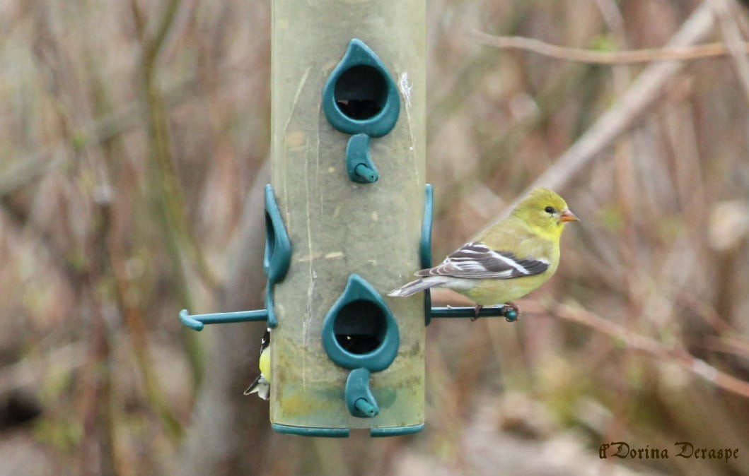 American Goldfinch - ML635944051