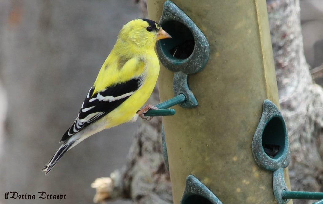 American Goldfinch - ML635944052