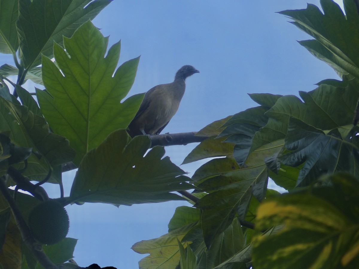 Plain Chachalaca - ML635944085
