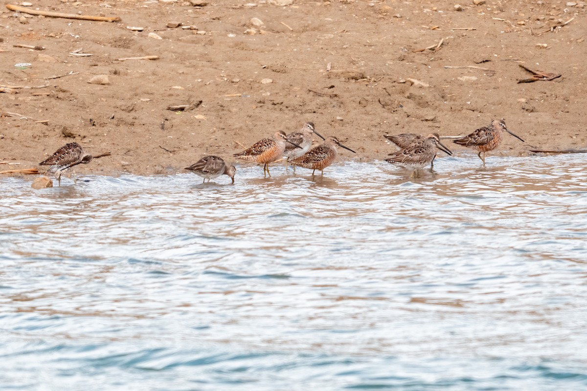Long-billed Dowitcher - ML635944116