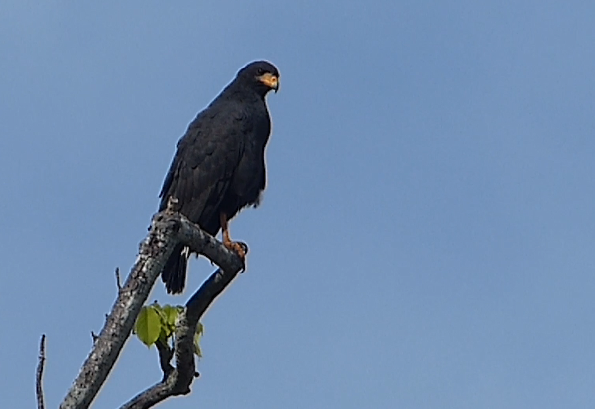 Common Black Hawk - ML635944122