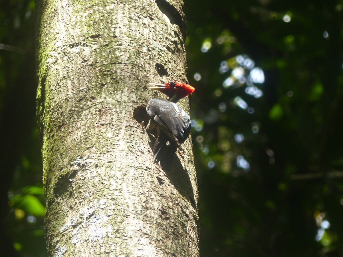 Pale-billed Woodpecker - ML635944127