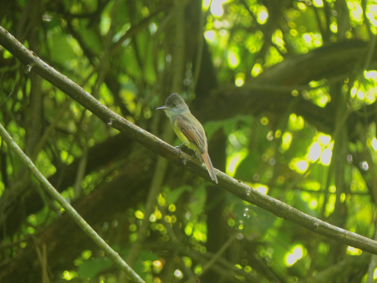 Dusky-capped Flycatcher - ML635944134