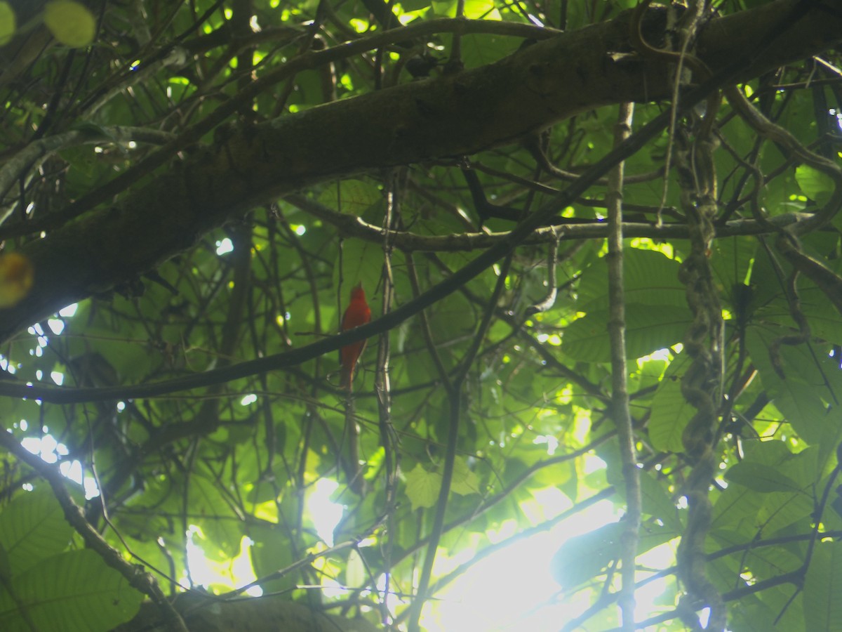Summer Tanager - ML635944158