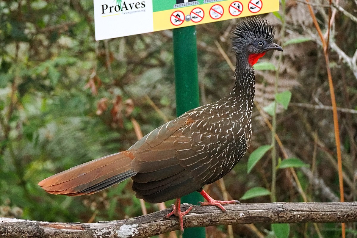 Band-tailed Guan - ML635944337