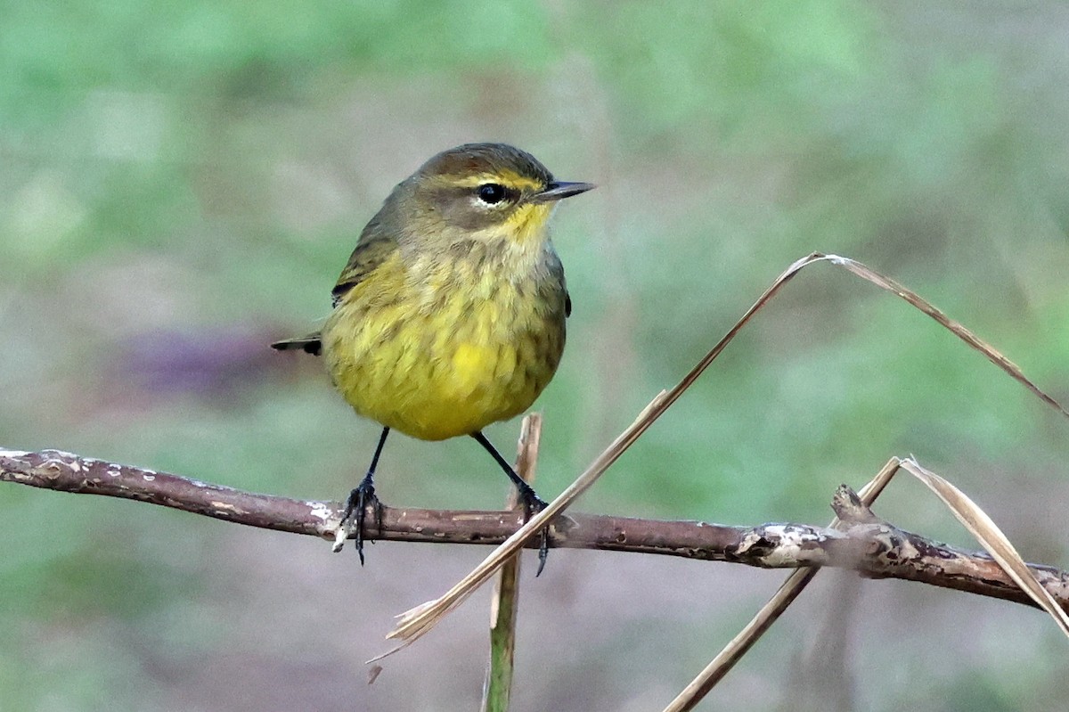 Paruline à couronne rousse - ML635944341