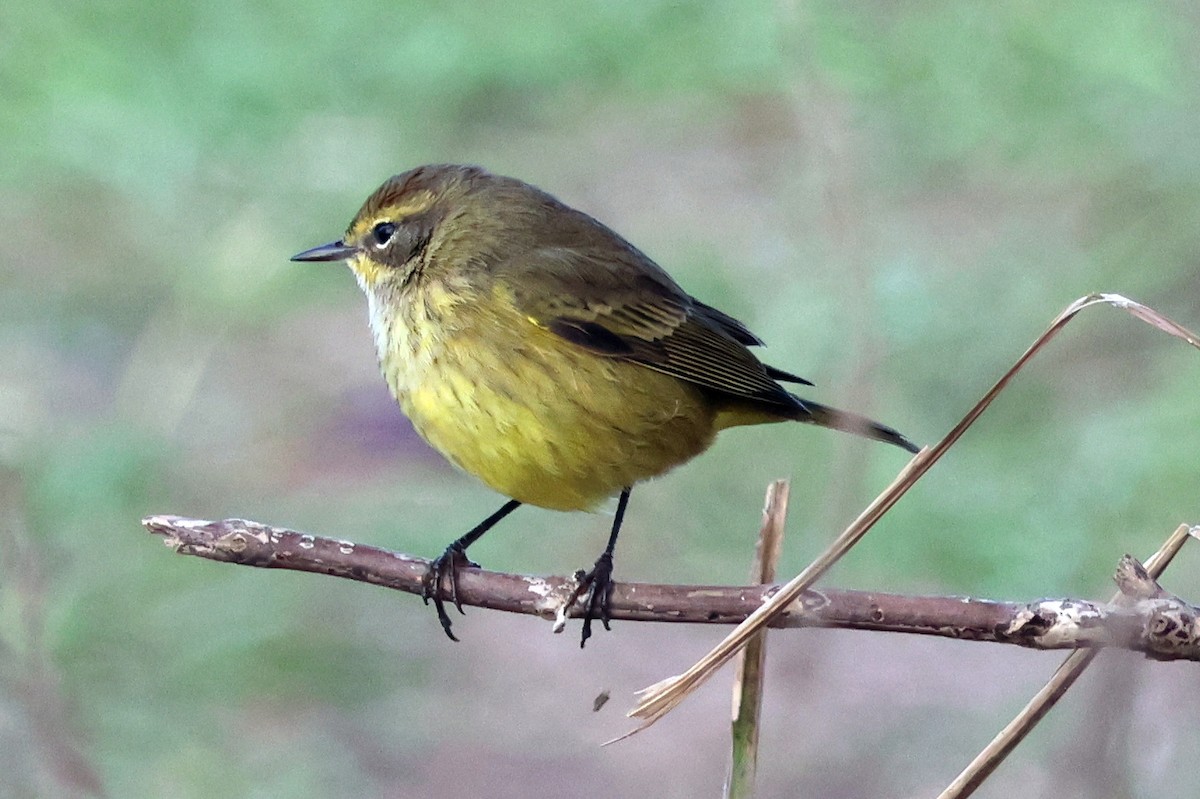 Paruline à couronne rousse - ML635944342
