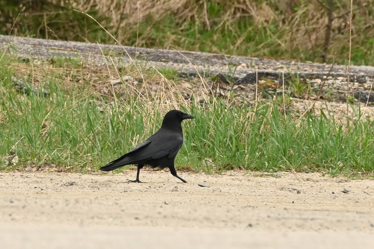 American Crow - ML635944354