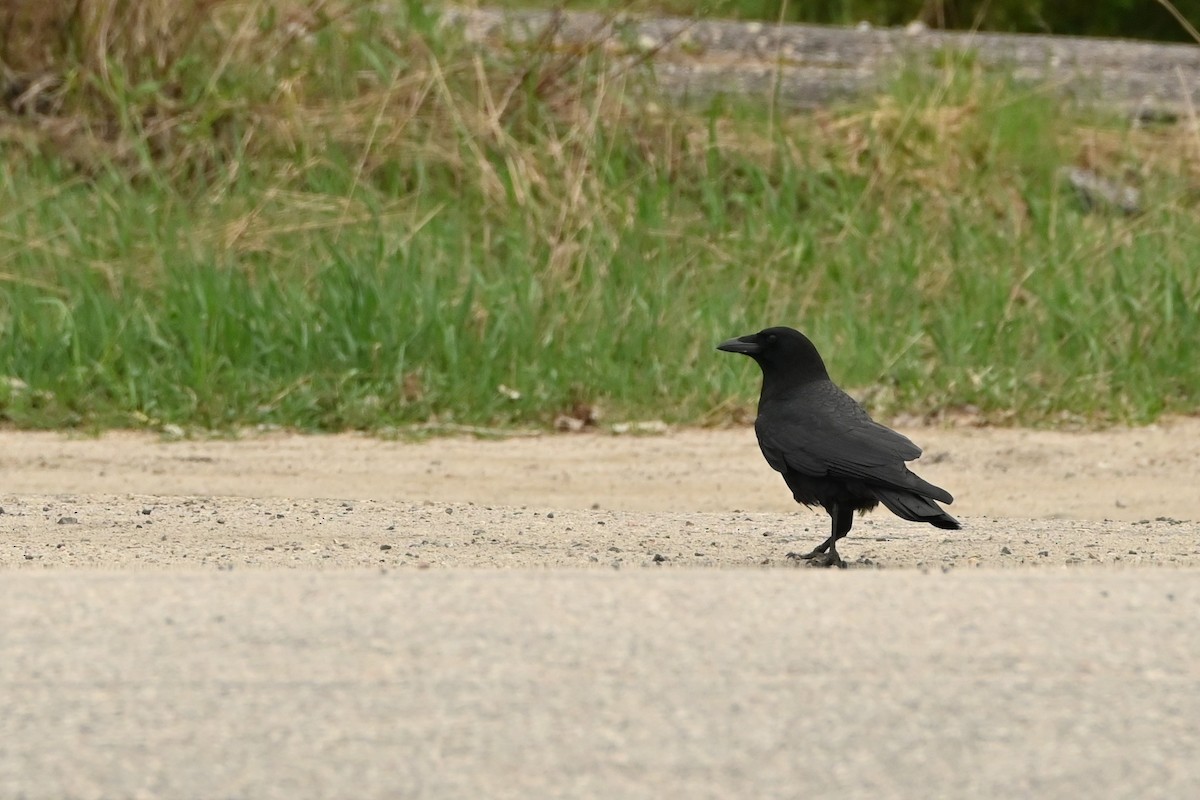American Crow - ML635944355