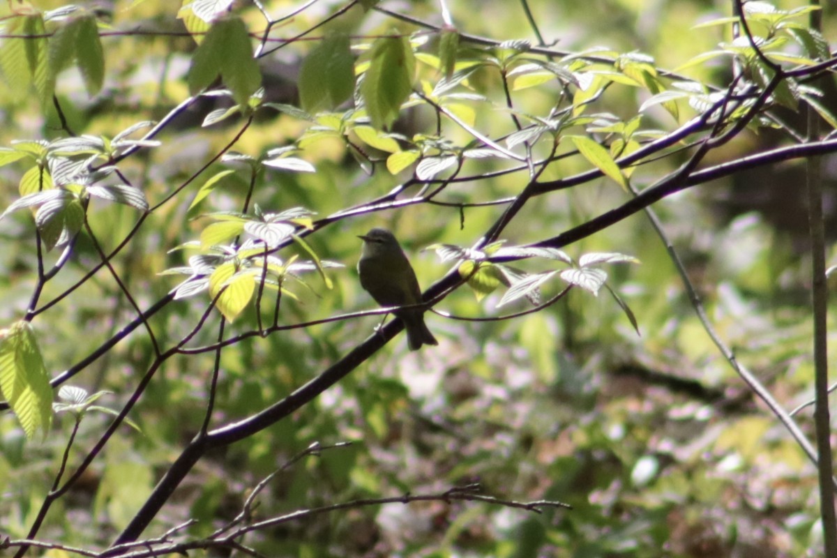 Tennessee Warbler - ML635944433