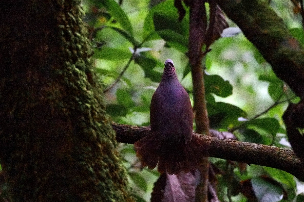Lined Quail-Dove (linearis) - ML635944442
