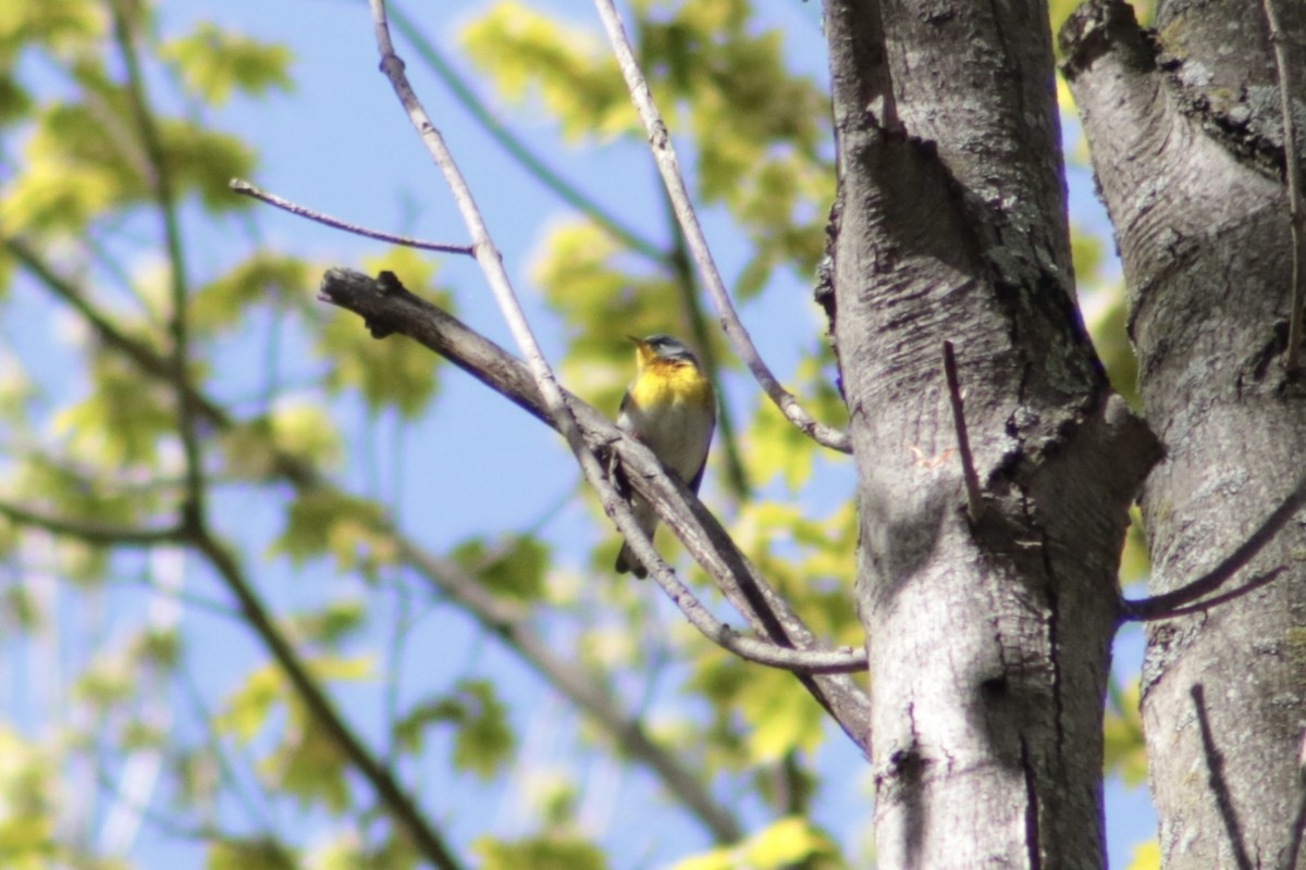 Northern Parula - ML635944460