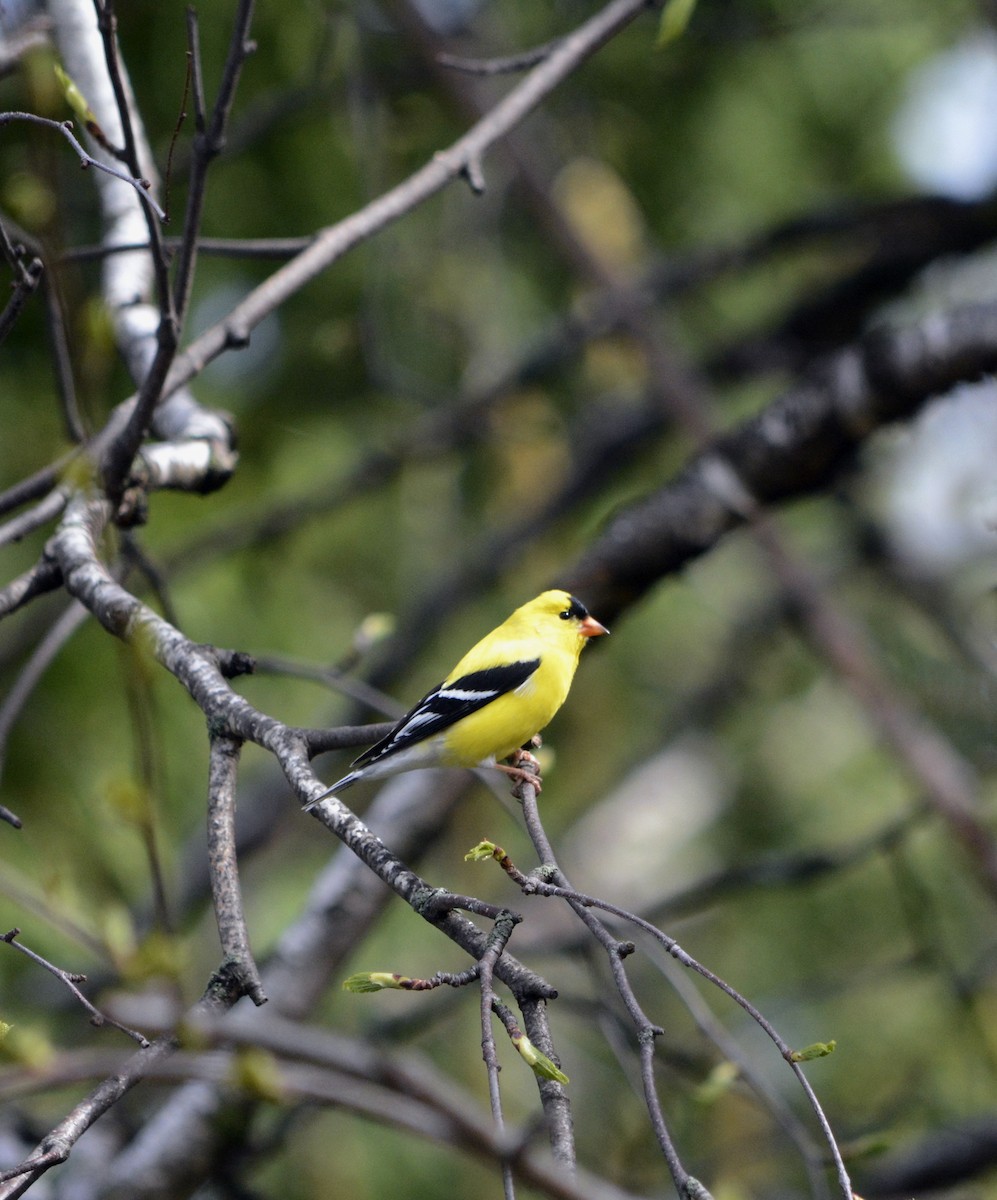 American Goldfinch - ML635944522