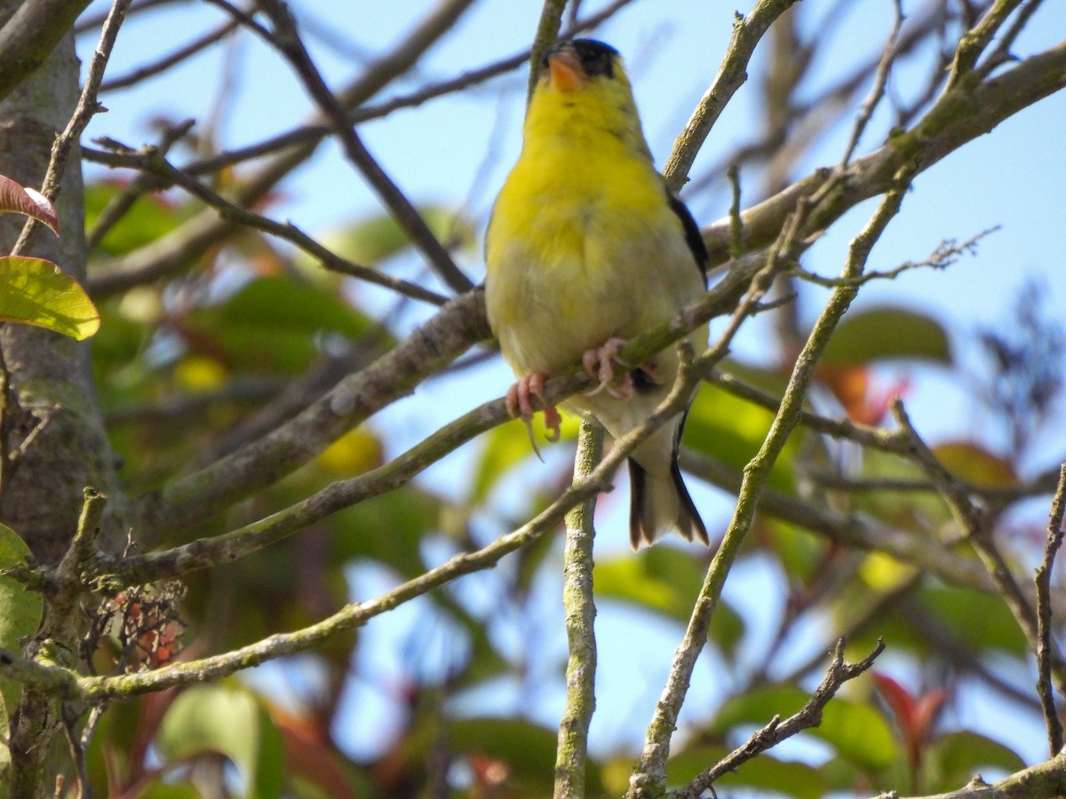 American Goldfinch - ML635944562