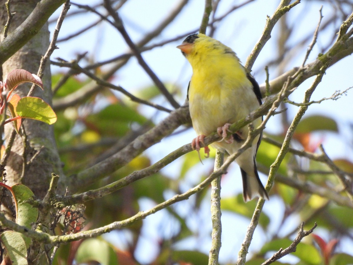 American Goldfinch - ML635944572