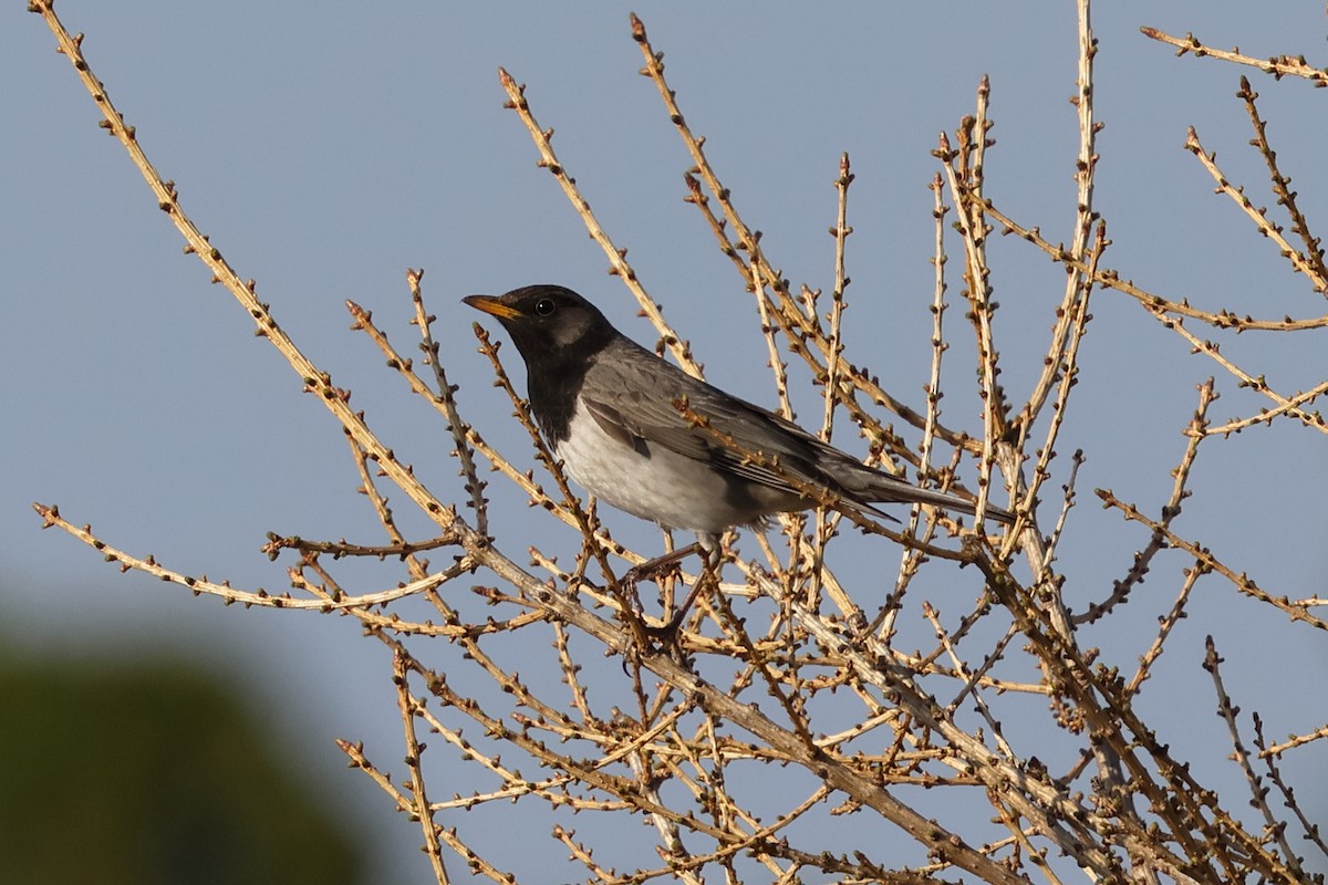 Black-throated Thrush - ML635944672
