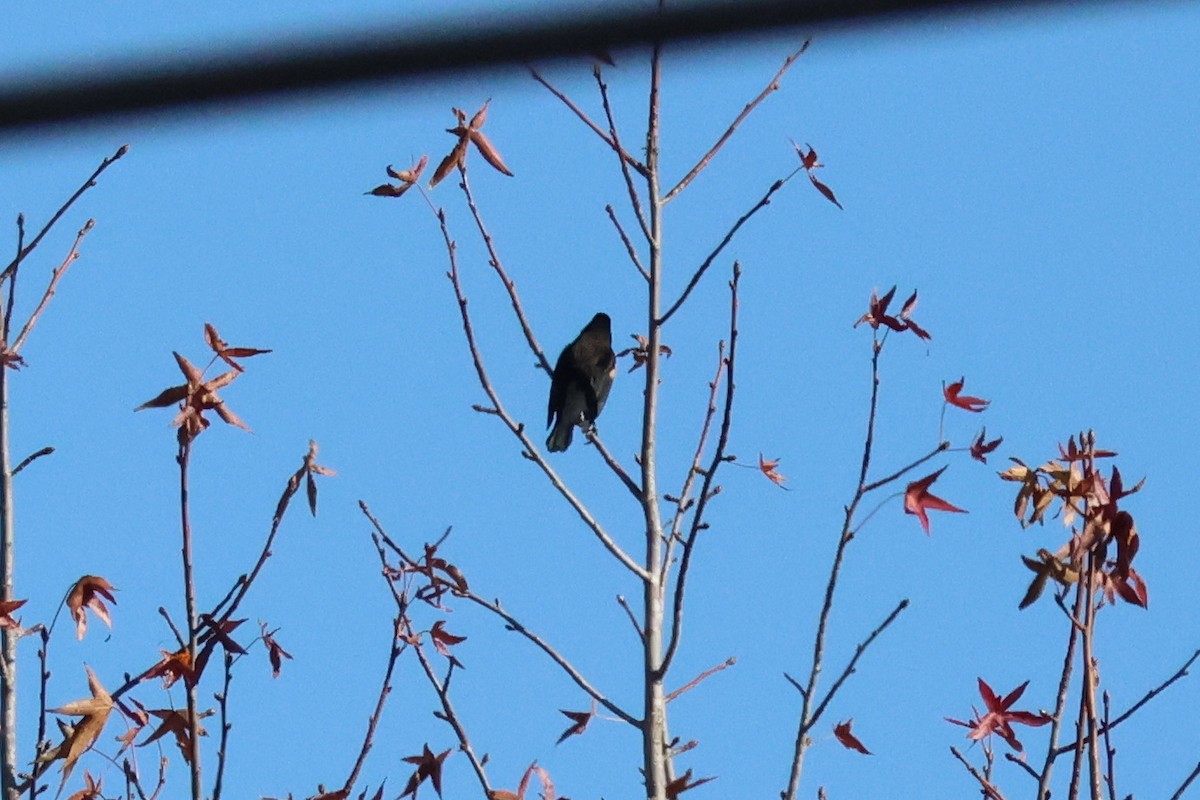 Red-winged Blackbird - ML635944692