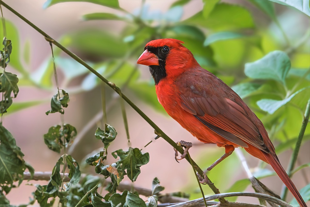 Northern Cardinal - ML635944707
