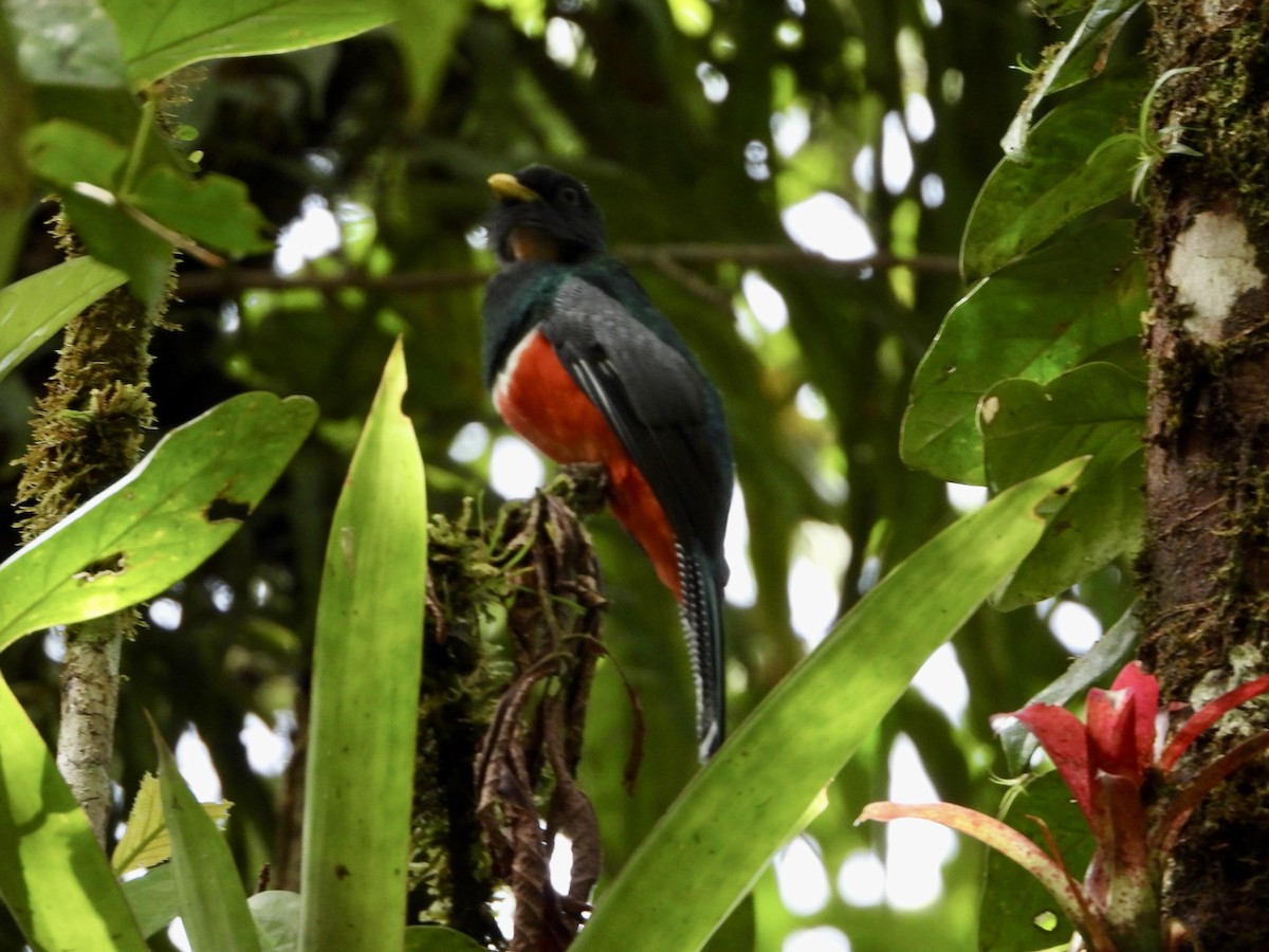 Collared Trogon - ML635944749