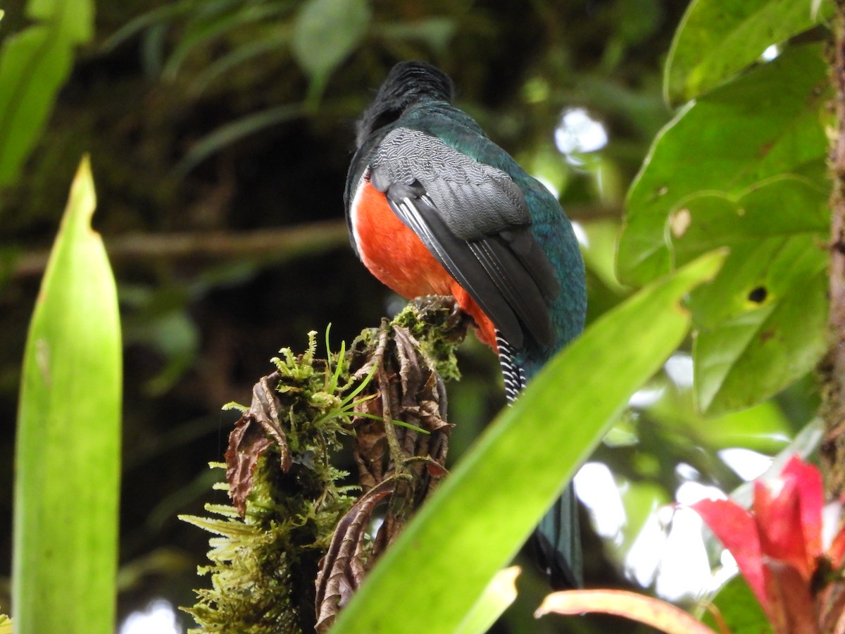 Collared Trogon - ML635944750