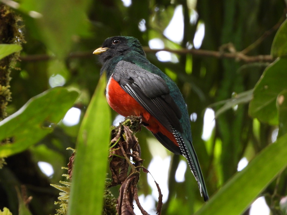 Collared Trogon - ML635944751