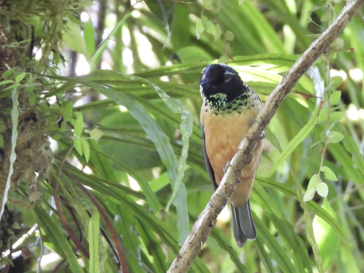 Spangle-cheeked Tanager - ML635944827