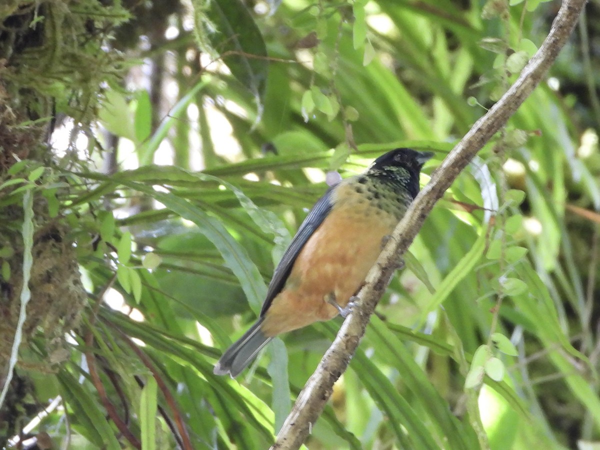 Spangle-cheeked Tanager - ML635944828