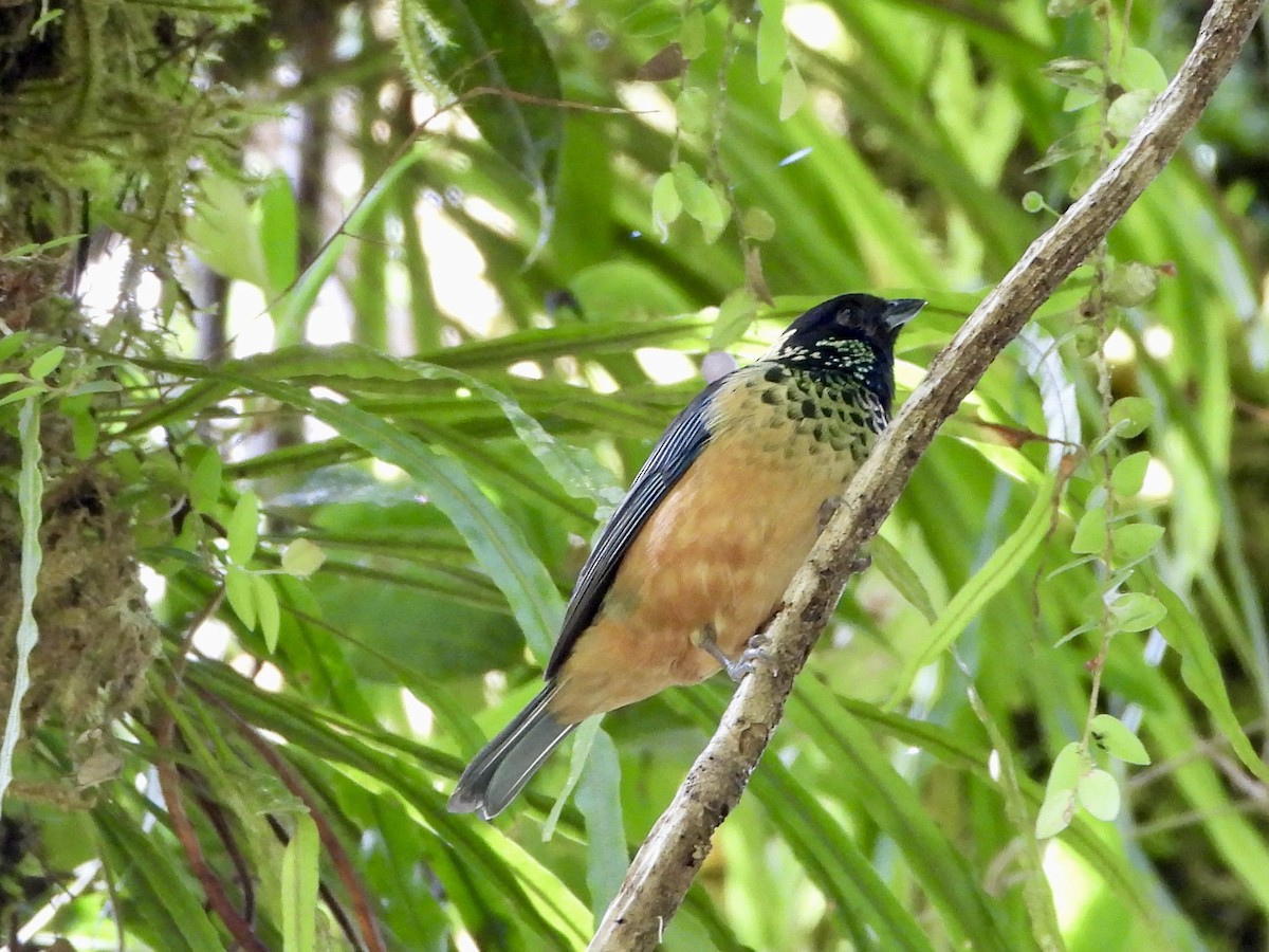 Spangle-cheeked Tanager - ML635944829