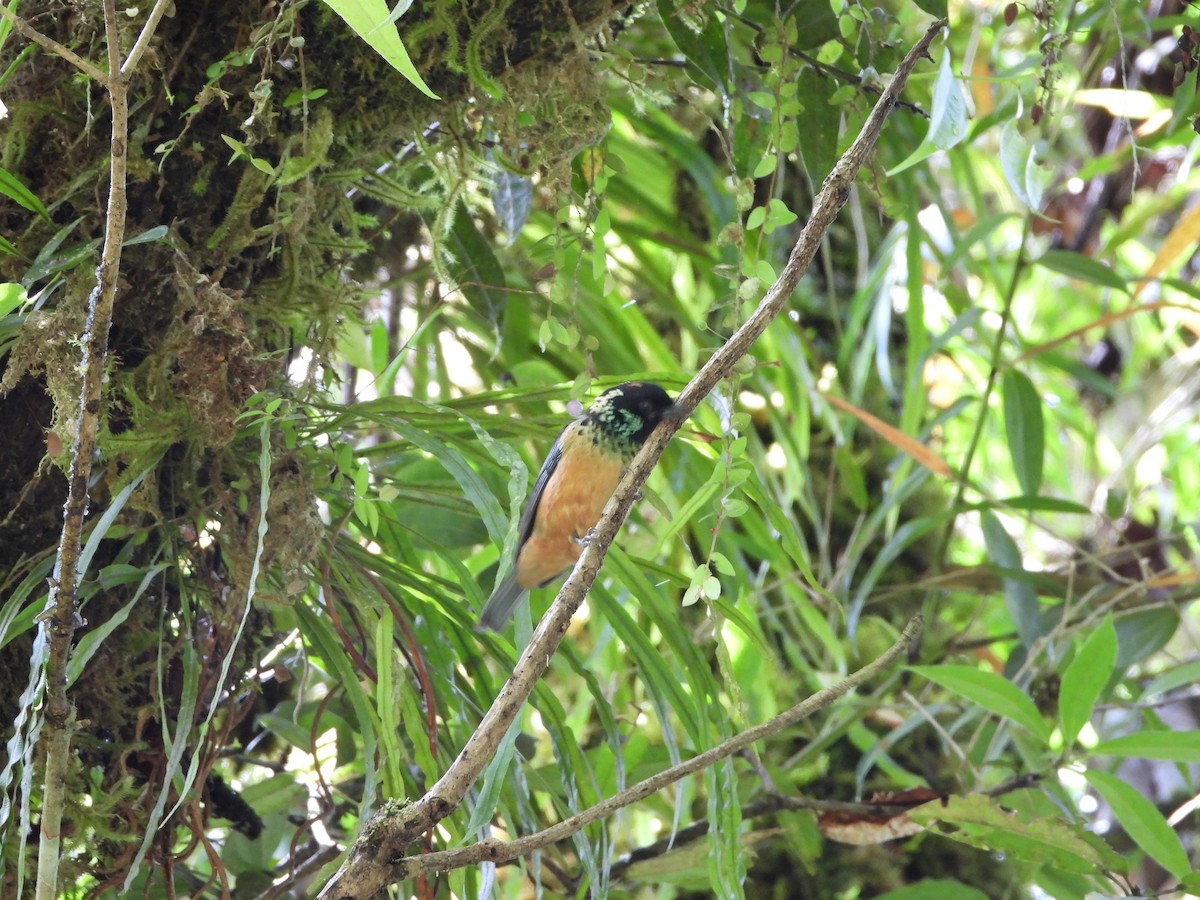 Spangle-cheeked Tanager - ML635944830