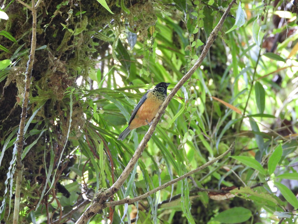 Spangle-cheeked Tanager - ML635944831