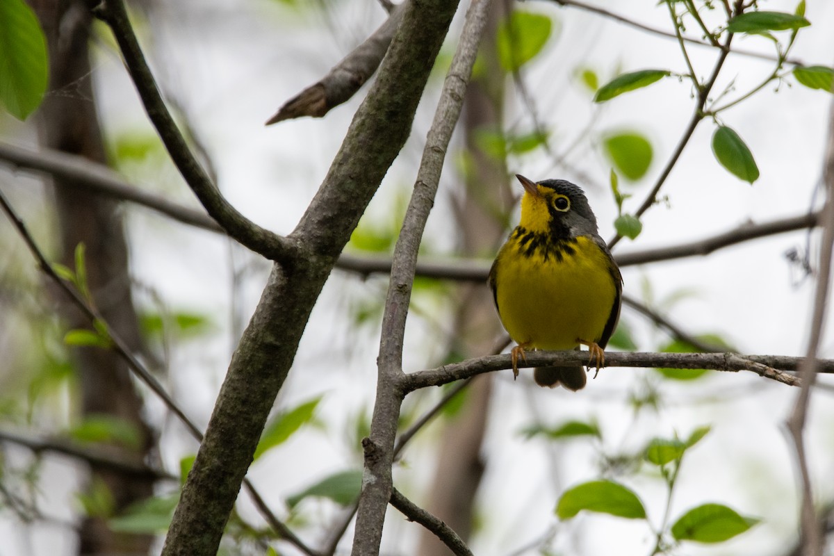 Canada Warbler - ML635944905