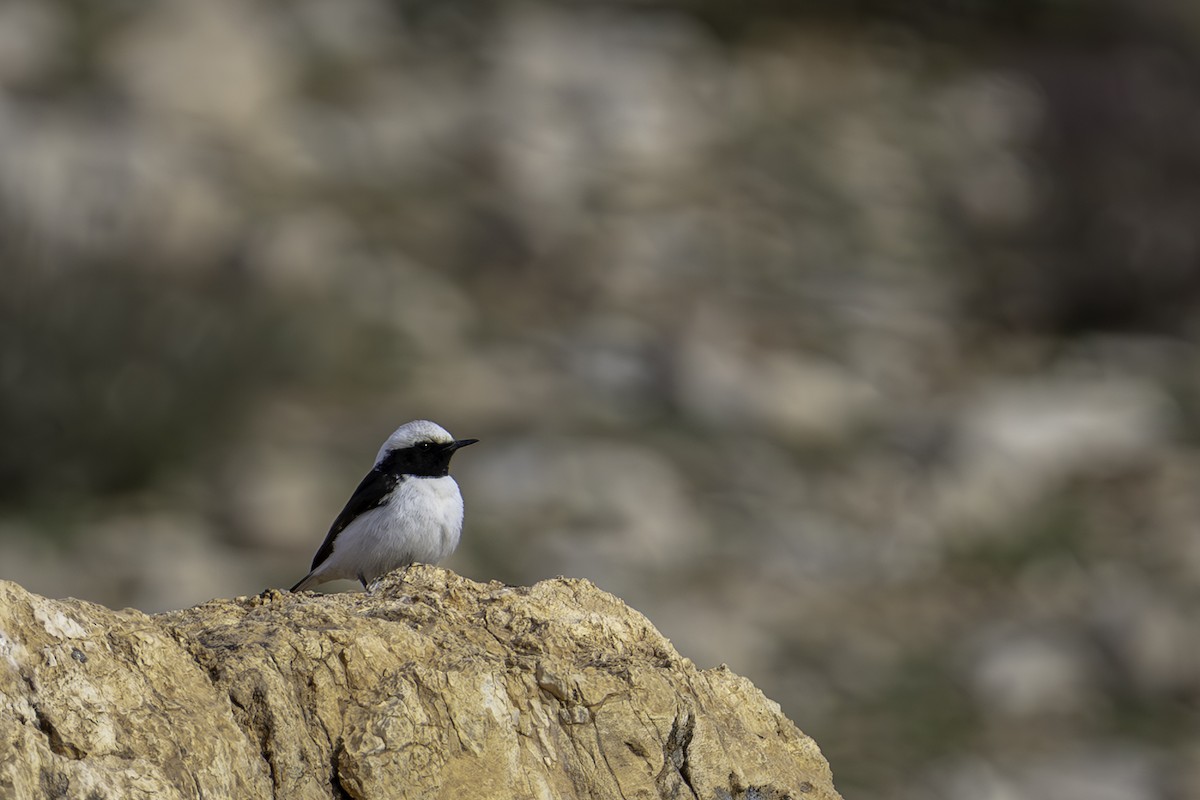 Mourning Wheatear (Maghreb) - ML635944946