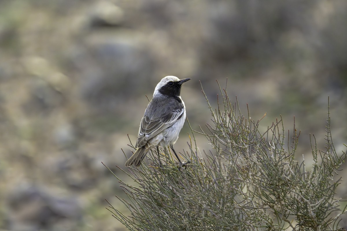 Mourning Wheatear (Maghreb) - ML635944947