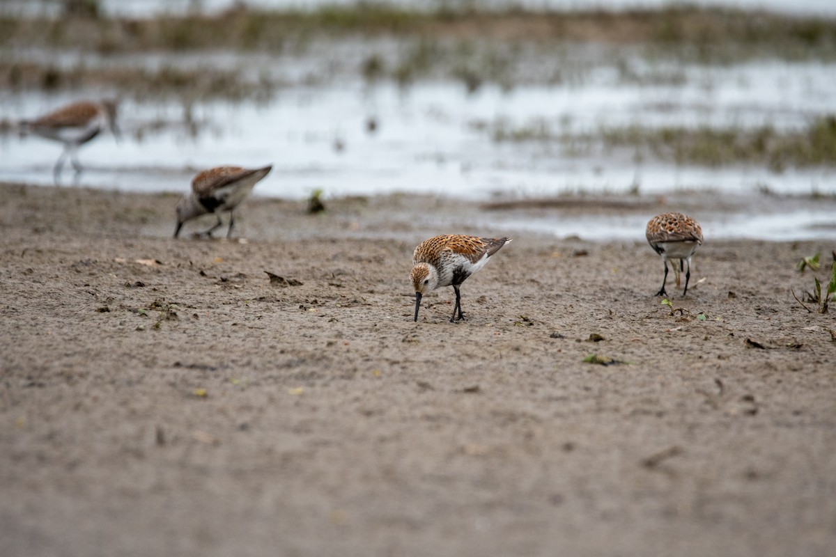 Dunlin - ML635944948