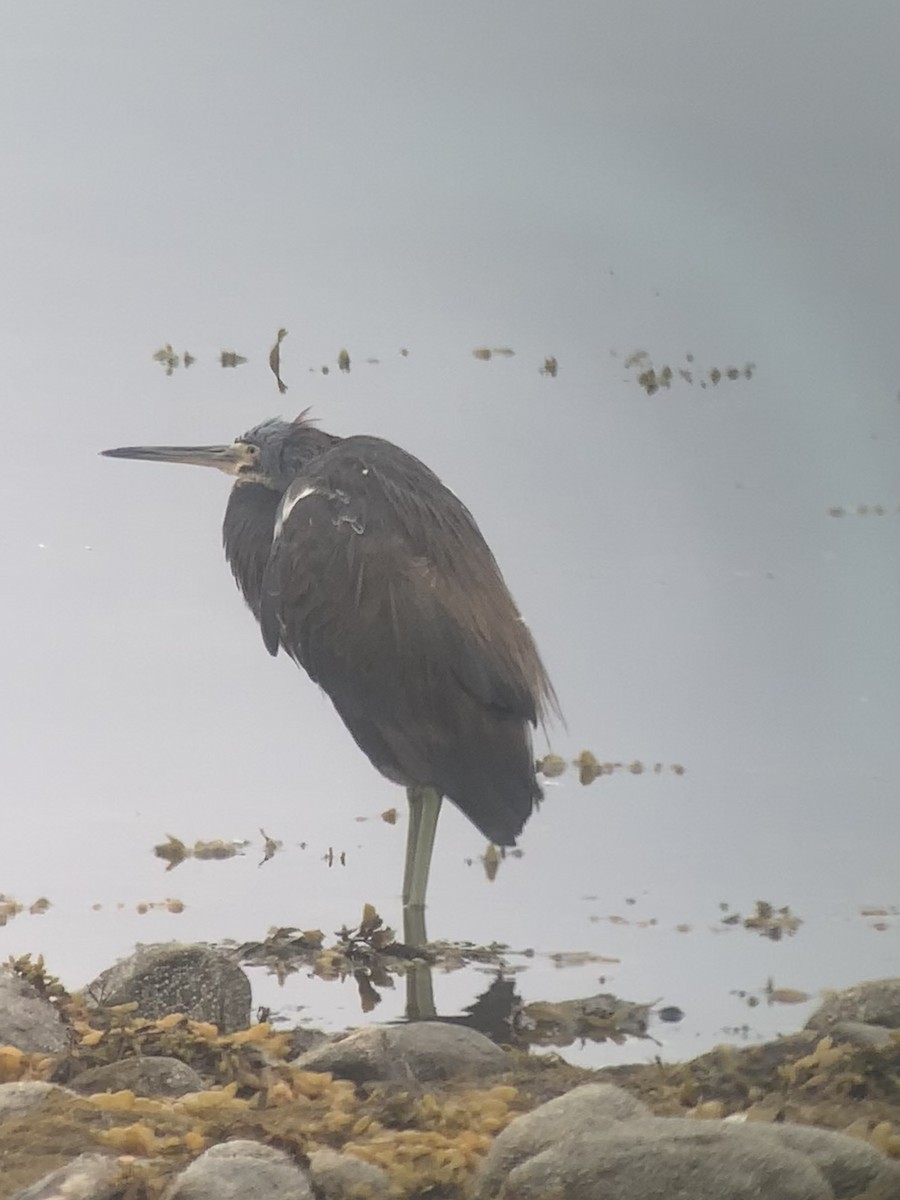 Tricolored Heron - ML635944994