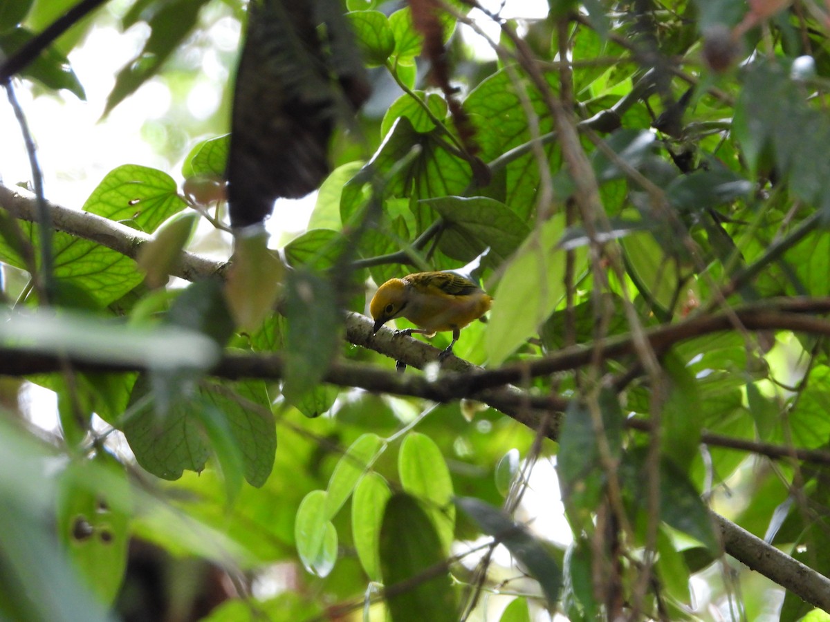 Silver-throated Tanager - ML635945111