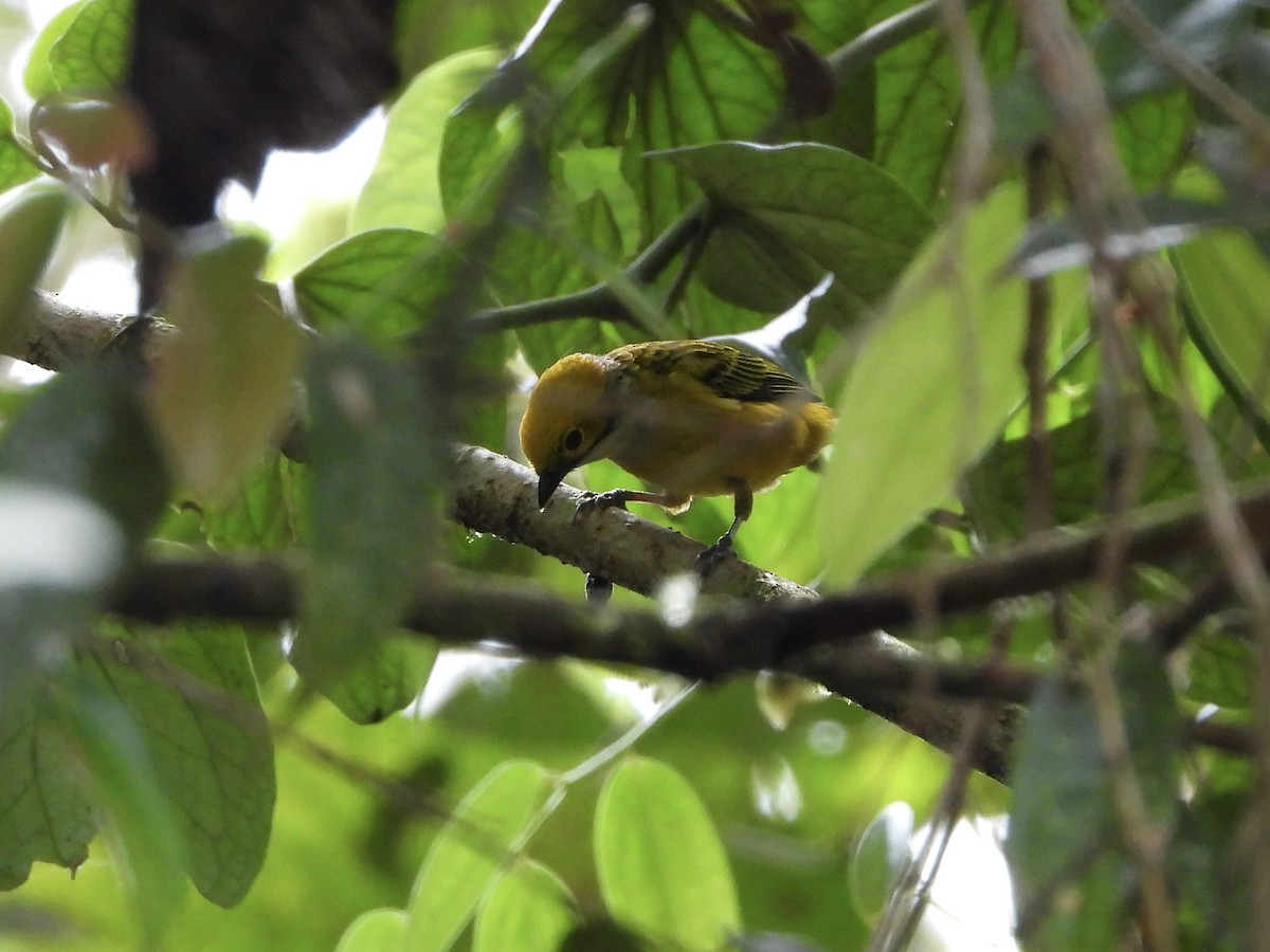 Silver-throated Tanager - ML635945112