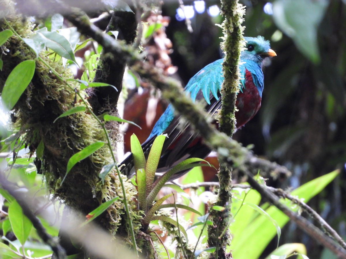 Resplendent Quetzal - ML635945187
