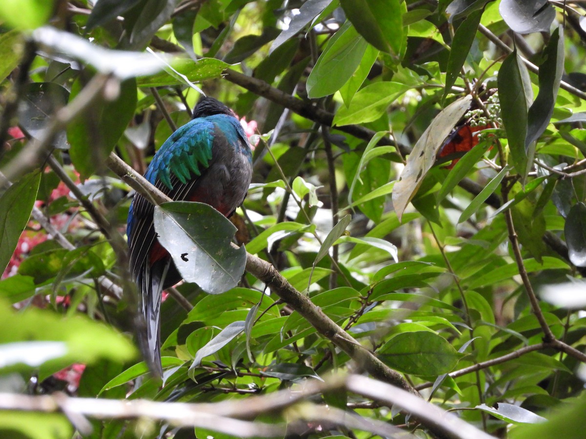 Resplendent Quetzal - ML635945188