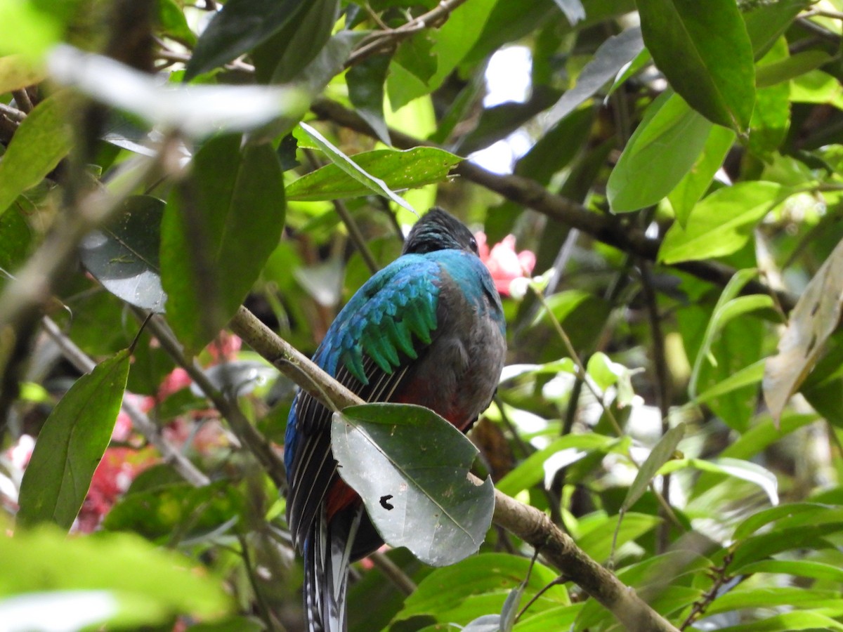 Resplendent Quetzal - ML635945270