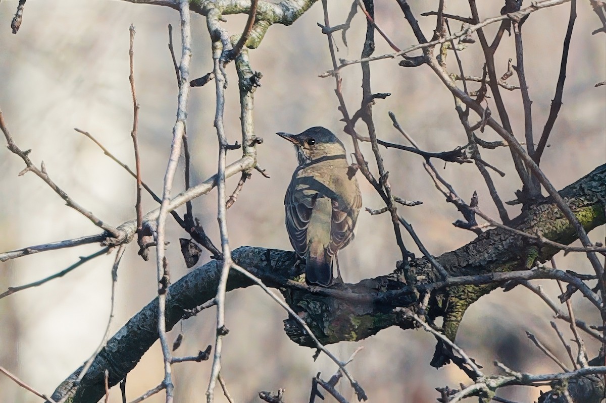 Black-throated Thrush - ML635945696